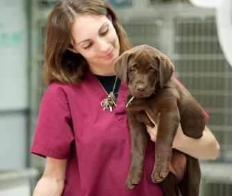 Veterinary technician with Labrador puppy Veterinary technician with Labrador puppy